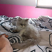 Tilly participe au concours pour gagner de l'argent avec cette photo : bed, bedding, bedroom, blanket, cat, cozy, duvet, eyes, fur, human_foot, indoor, kitten, patterned_sheet, paw, pink_wall, portrait, tail, timestamp, whiskers, window