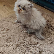 Tilly a rejoint le concours — aidez-le/la à gagner de superbes lots ! cat, kitten, fluffy, fur, rug, plush_rug, wood_floor, indoor, pet, blue_eyes, cute, whiskers, sitting, small_animal, soft_texture, furniture, bed, crate, portrait, two_cats