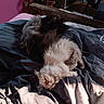 Tilly a rejoint le concours — aidez-le/la à gagner de superbes lots ! bed, bedding, bedroom, blanket, cat, cat_face, cats, cozy, cute, feline, fluffy_cat, fur, indoor, long_hair, pet, relaxed, resting, sleeping, sunlight, two_cats