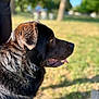 animal, black_dog, blurred_background, canine, collar, daytime, dog, fur, grass, happy, leash, nature, outdoor, park, pet, side_profile, summer, sunlight, tongue, tree