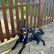 Chamallo participe au concours pour gagner de l'argent avec cette photo : animal, backyard, black_dog, concrete, daylight, dog, fence, greenery, happy, laying_down, nature, outdoor, pet, plant, potted_plant, relaxed, shadow, sunlight, tongue_out, wooden_fence