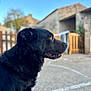 animal, black_dog, blurred_background, building, canine, daylight, dog, ears, fence, fur, looking_away, mouth_open, muzzle, nature, outdoor, pet, profile, rural, side_view, sky