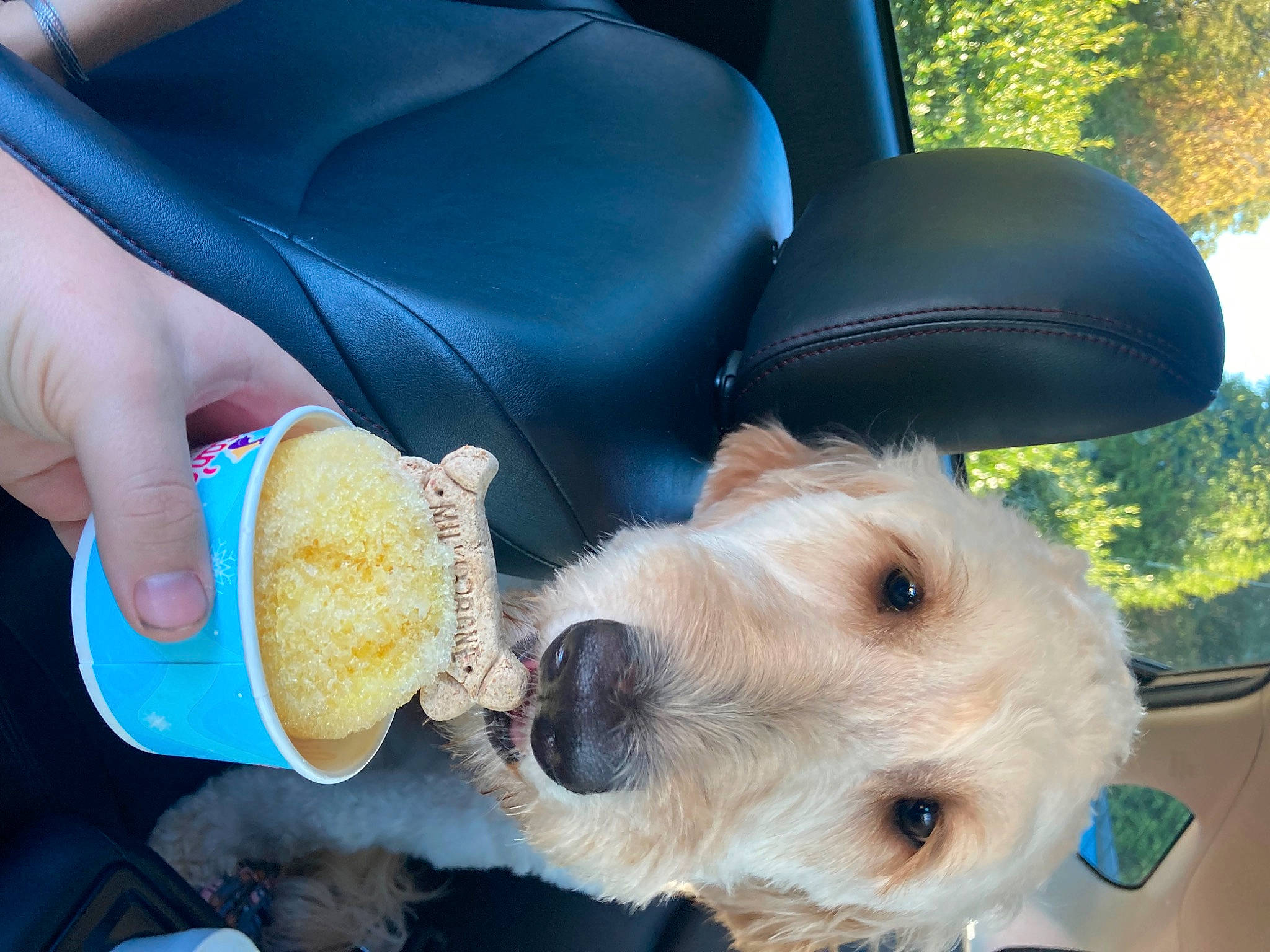 Bailey Bear Hatton joined the competition — help win amazing prizes! auto_part, car_seat, car_seat_cover, carnivore, collar, comfort, companion_dog, dog, dog_breed, dog_collar, fawn, head_restraint, nail, seat_belt, snout, stuffed_toy, toy, toy_dog, vehicle_door, working_animal