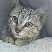 Brioche participe au concours pour gagner de l'argent avec cette photo : cat, kitten, tabby, animal, pet, feline, close_up, portrait, face, eyes, ears, whiskers, fur, striped_fur, gray, brown, blanket, cozy, indoors, cute