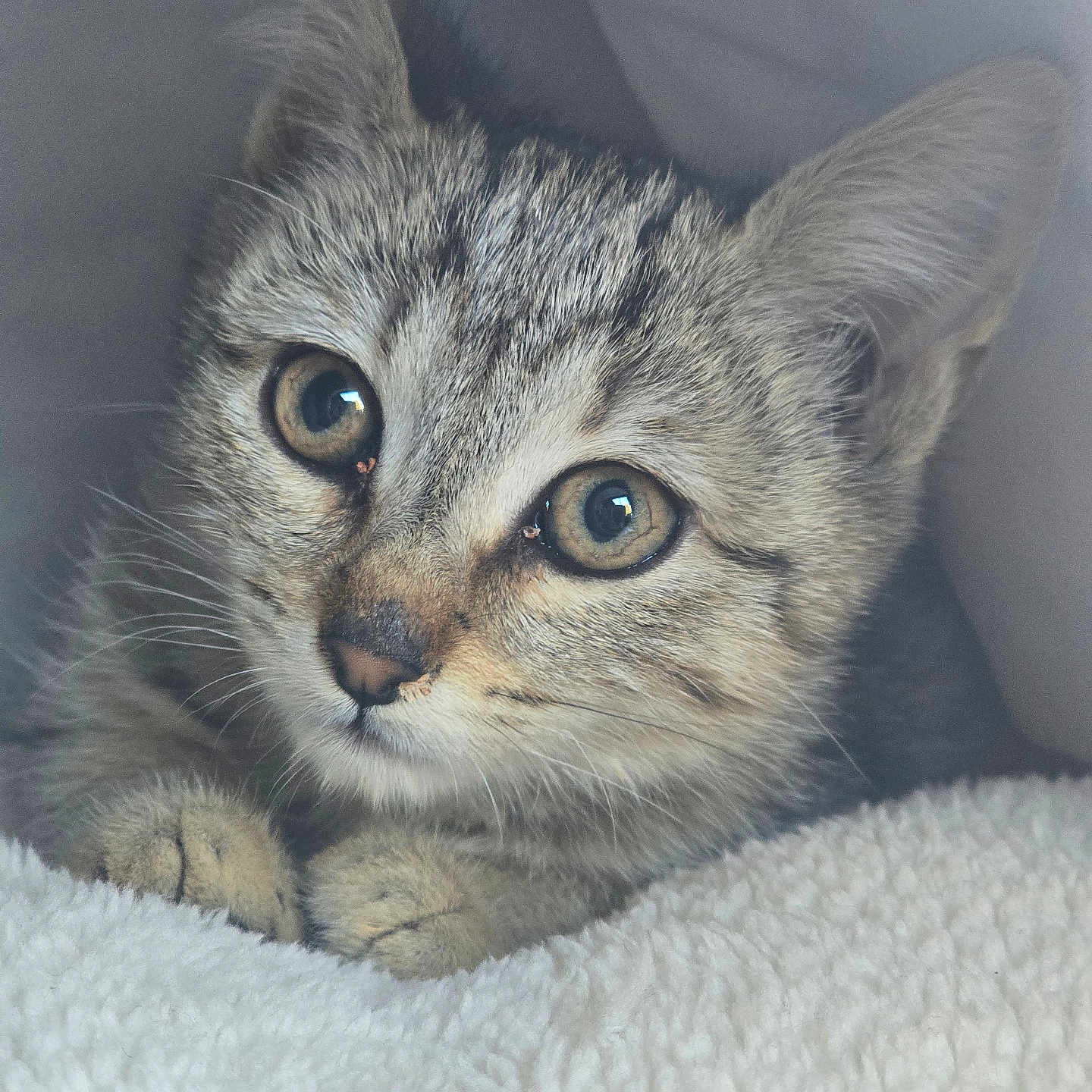 Brioche participe au concours pour gagner de l'argent avec cette photo : cat, kitten, tabby, animal, pet, feline, close_up, portrait, face, eyes, ears, whiskers, fur, striped_fur, gray, brown, blanket, cozy, indoors, cute