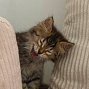 Fifi participe au concours pour gagner de l'argent avec cette photo : kitten, cat, fluffy, tongue, yawning, cozy, cushion, ribbed_texture, feline, pet, indoor, cute, sleepy, whiskers, fur, small_animal, adorable, resting, close_up, young_cat