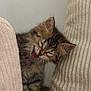 kitten, cat, fluffy, tongue, yawning, cozy, cushion, ribbed_texture, feline, pet, indoor, cute, sleepy, whiskers, fur, small_animal, adorable, resting, close_up, young_cat