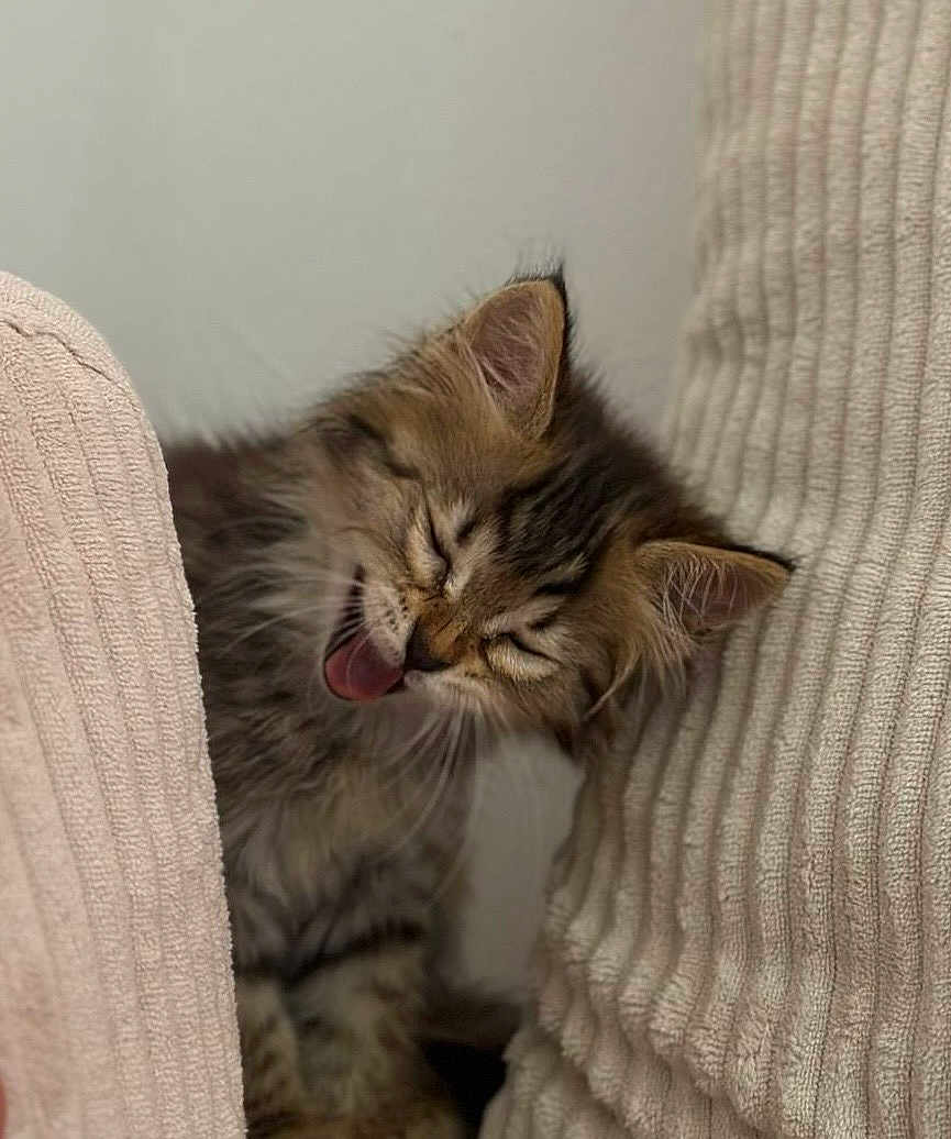 Fifi participe au concours pour gagner de l'argent avec cette photo : kitten, cat, fluffy, tongue, yawning, cozy, cushion, ribbed_texture, feline, pet, indoor, cute, sleepy, whiskers, fur, small_animal, adorable, resting, close_up, young_cat
