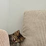 Fifi participe au concours pour gagner de l'argent avec cette photo : kitten, cat, fur, pet, cute, sleepy, cozy, indoor, cushion, beige, striped, young, whiskers, feline, small, adorable, resting, playful, animal, domestic