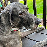 Milo joined the competition — help win amazing prizes! dog, gray_dog, canine, pet, outdoor, deck, wooden_deck, railing, green_grass, collar, side_profile, animal, fur, ears, paw, snout, daylight, nature, relaxed, quiet