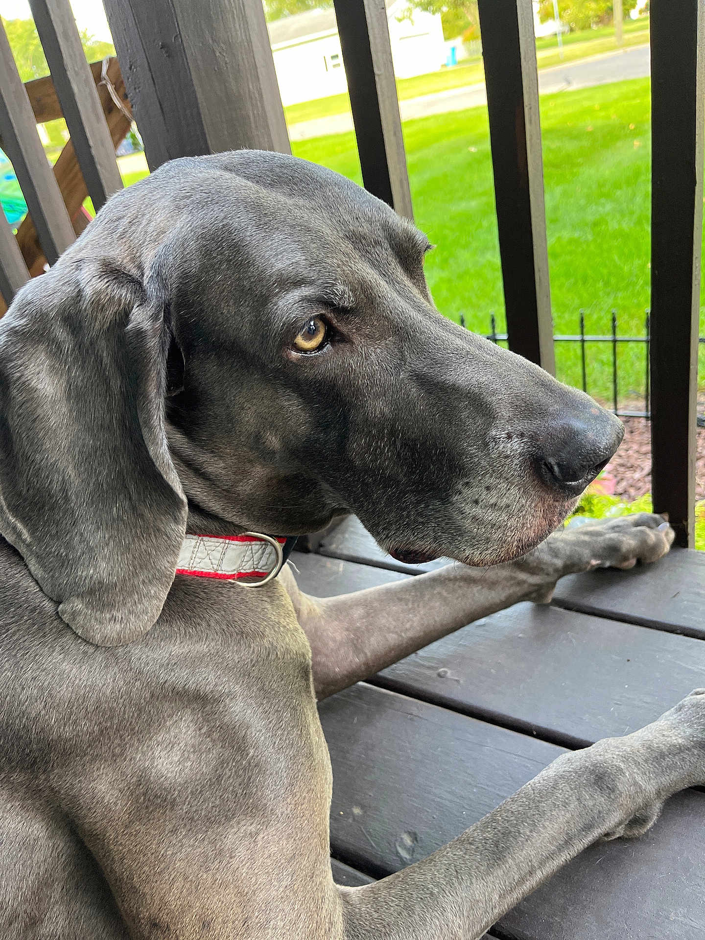Milo