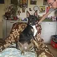 Victoire a rejoint le concours — aidez-le/la à gagner de superbes lots ! dog, person, chair, blanket, living_room, furniture, portrait, indoors, glasses, wall_clock, photographs, plant, cabinet, brown, black, tan, sitting, young_adult, decor, interaction