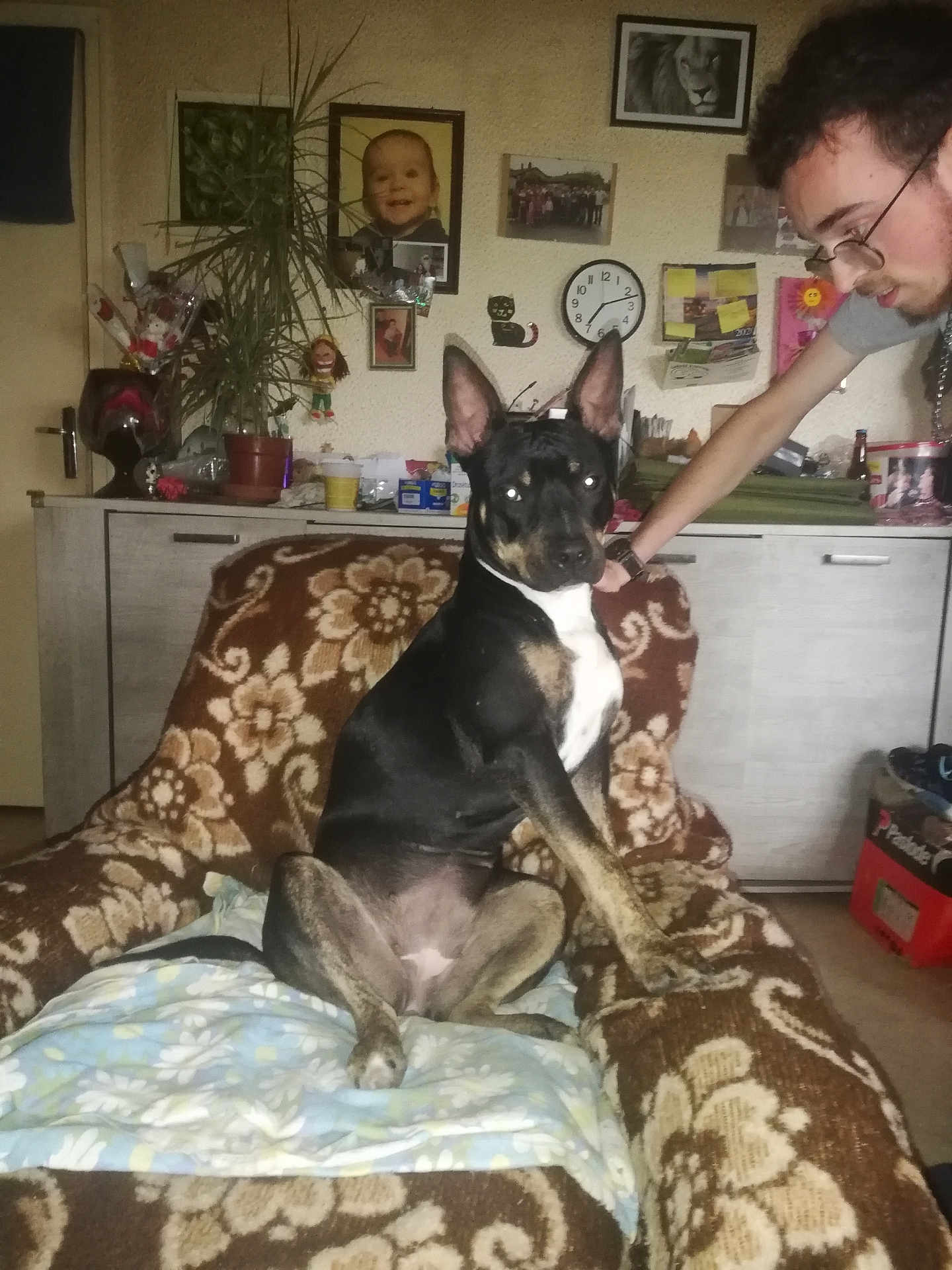 Victoire a rejoint le concours — aidez-le/la à gagner de superbes lots ! dog, person, chair, blanket, living_room, furniture, portrait, indoors, glasses, wall_clock, photographs, plant, cabinet, brown, black, tan, sitting, young_adult, decor, interaction