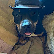 Victoire a rejoint le concours — aidez-le/la à gagner de superbes lots ! dog, pet, black_dog, hat, costume, portrait, close_up, face, tongue, indoors, blanket, bed, couch, lying_down, relaxed, funny, cute, animal, home, photography