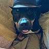 dog, pet, black_dog, hat, costume, portrait, close_up, face, tongue, indoors, blanket, bed, couch, lying_down, relaxed, funny, cute, animal, home, photography