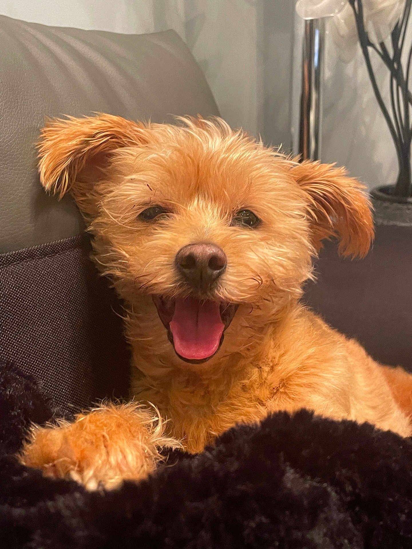 Chipie a rejoint le concours — aidez-le/la à gagner de superbes lots ! dog, small_dog, happy, panting, fluffy, fur, couch, indoor, pet, animal, canine, close_up, relaxing, brown_fur, smiling, companion, domestic_animal, cozy, friendly, portrait