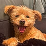 Chipie a rejoint le concours — aidez-le/la à gagner de superbes lots ! dog, small_dog, happy, panting, fluffy, fur, couch, indoor, pet, animal, canine, close_up, relaxing, brown_fur, smiling, companion, domestic_animal, cozy, friendly, portrait