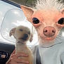 Chipie participe au concours pour gagner de l'argent avec cette photo : dog, person, car, seatbelt, hand, window, sky, clouds, filter, face_filter, distorted_face, pet, animal, inside, holding, seat, casual_clothing, light, expression, travel