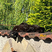 Lili a rejoint le concours — aidez-le/la à gagner de superbes lots ! black_cat, cat, animal, pet, outdoor, sunlight, greenery, tree, roof, relaxing, feline, curious, playful, nature, daylight, stone_wall, moss, texture, resting, arched_structure