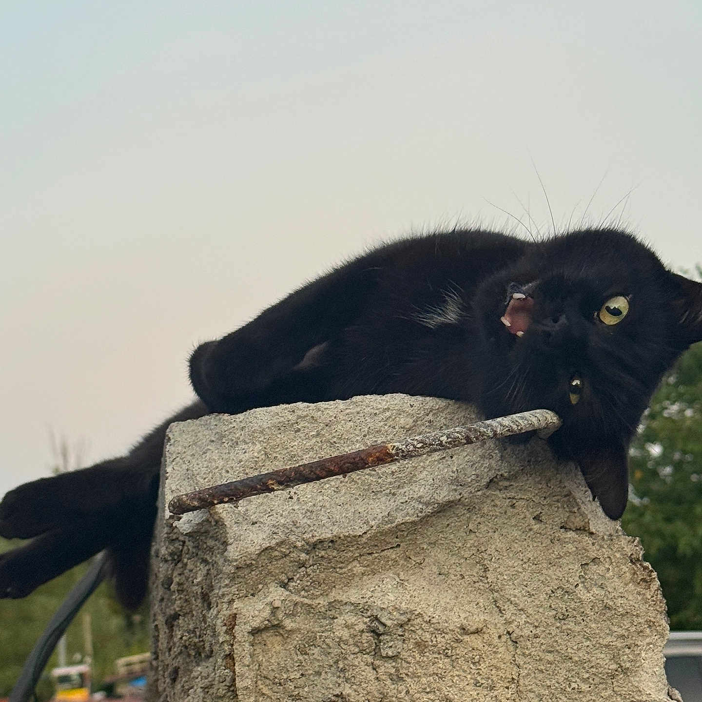 Lili a rejoint le concours — aidez-le/la à gagner de superbes lots ! animal, background, black_cat, cat, closeup, concrete, curious, daylight, feline, greenery, nature, outdoor, pet, playful, resting, rust, sky, texture, upside_down, wildlife