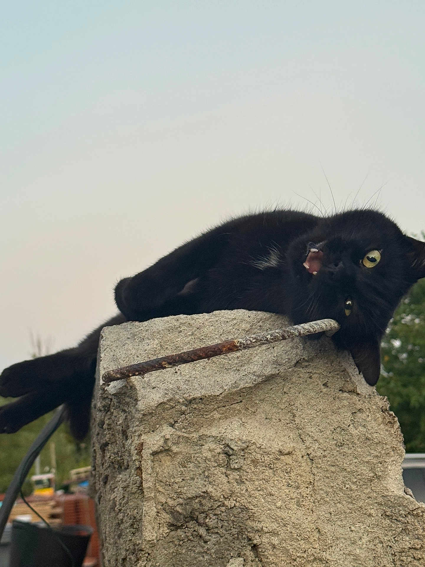 Lili