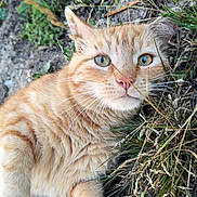 Tigrou a rejoint le concours — aidez-le/la à gagner de superbes lots ! cat, orange_tabby, outdoor, grass, plants, greenery, animal, pet, whiskers, fur, nature, curious, closeup, face, eyes, pink_nose, relaxed, lying_down, mammal