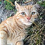 cat, orange_tabby, outdoor, grass, plants, greenery, animal, pet, whiskers, fur, nature, curious, closeup, face, eyes, pink_nose, relaxed, lying_down, mammal