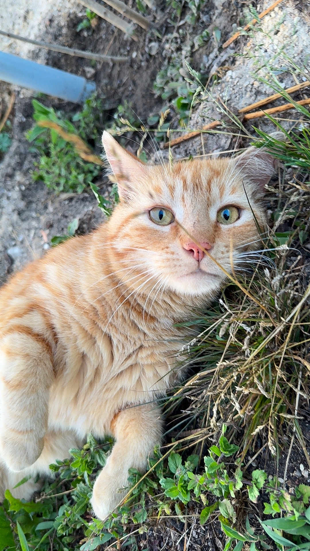 Tigrou