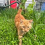 cat, ginger_cat, animal, outdoor, greenery, plants, grass, flower, nature, garden, pet, walking, fur, whiskers, tail, leaf, rustic, barrel, metal_structure, daylight