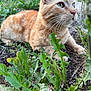 cat, ginger_cat, animal, pet, outdoor, greenery, plants, nature, fur, whiskers, eyes, ground, close_up, mammal, domestic_animal, relaxed, curious, daylight, garden, focus