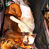 Ivy is registered to the contest to win money with this photo: cat, dog, pets, animal, sleeping, lounging, cozy, pet_carrier, toy, ball, brown_fur, white_fur, siamese_cat, small_dog, cuddling, indoor, closeup, relaxed, playful, emoji