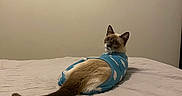 Ivy is registered to the contest to win money with this photo: cat, kitten, siamese_cat, blue_outfit, pet_clothing, bed, bedroom, indoors, long_tail, fur, cream_fur, brown_markings, blue_eyes, sitting, lying_down, looking_at_camera, portrait, cozy, blanket, domestic_animal
