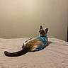 cat, kitten, siamese_cat, blue_outfit, pet_clothing, bed, bedroom, indoors, long_tail, fur, cream_fur, brown_markings, blue_eyes, sitting, lying_down, looking_at_camera, portrait, cozy, blanket, domestic_animal