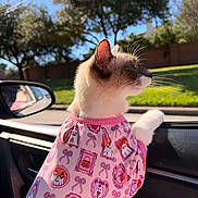 Ivy is registered to the contest to win money with this photo: cat, siamese_cat, pet, animal, pink_clothing, shirt, costume, fashionable, car, vehicle, car_interior, passenger_seat, side_mirror, outdoor, sunny, trees, grass, brick_wall, whiskers, fluffy_tail
