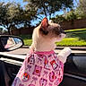 cat, siamese_cat, pet, animal, pink_clothing, shirt, costume, fashionable, car, vehicle, car_interior, passenger_seat, side_mirror, outdoor, sunny, trees, grass, brick_wall, whiskers, fluffy_tail