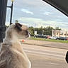 Ivy is registered to the contest to win money with this photo: cat, cream_cat, sitting, profile, animal, pet, car, car_interior, window, travel, road, street, traffic, parked_cars, urban, outdoors, daylight, sky, curious, fur