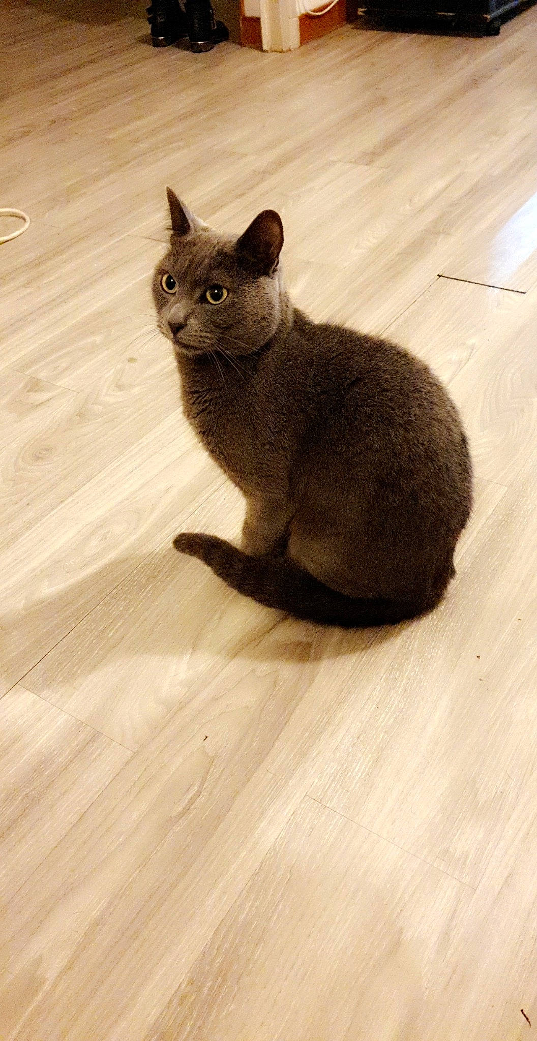 Bijoux a rejoint le concours — aidez-le/la à gagner de superbes lots ! british_shorthair, burmese, carnivore, cat, chartreux, domestic_short_haired_cat, fawn, felidae, floor, flooring, fur, kitten, korat, mammal, russian_blue, small_to_medium_sized_cats, tail, vertebrate, whiskers, wood