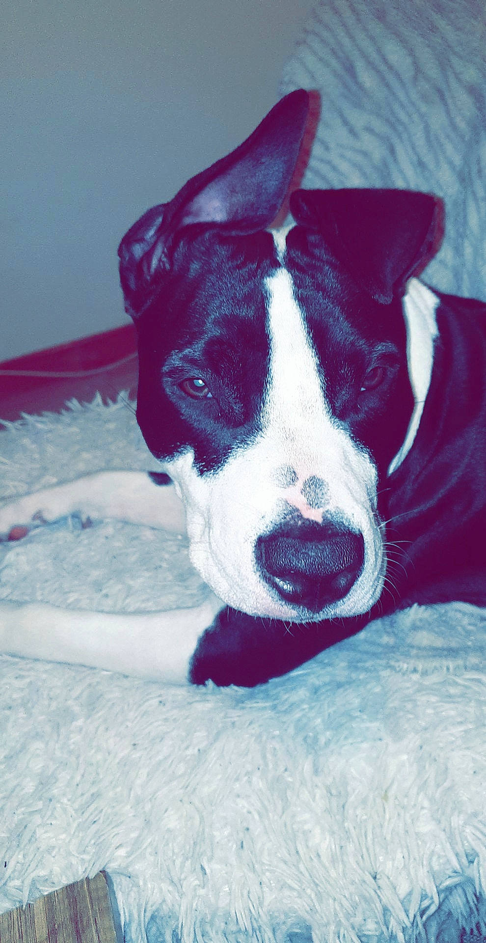 Nala participe au concours pour gagner de l'argent avec cette photo : american_pit_bull_terrier, american_staffordshire_terrier, boston_terrier, canidae, carnivore, dog, dog_breed, ear, mammal, non_sporting_group, nose, pit_bull, puppy, snout, tail, whiskers