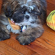 Kash is registered to the contest to win money with this photo: puppy, dog, fluffy, bandana, collar, pet_tag, wooden_floor, indoor, cute, adorable, young_dog, fur, lying_down, toy, plush, brown, white, black, pet, animal