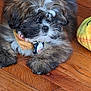 puppy, dog, fluffy, bandana, collar, pet_tag, wooden_floor, indoor, cute, adorable, young_dog, fur, lying_down, toy, plush, brown, white, black, pet, animal