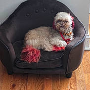 Chai is registered to the contest to win money with this photo: dog, pet, small_dog, fluffy, dyed_fur, red_fur, armchair, black_chair, indoor, wooden_floor, fur, sitting, animal, cute, collar, leash, relaxed, tongue_out, expression, home