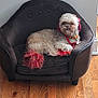 dog, pet, small_dog, fluffy, dyed_fur, red_fur, armchair, black_chair, indoor, wooden_floor, fur, sitting, animal, cute, collar, leash, relaxed, tongue_out, expression, home