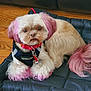Chai is registered to the contest to win money with this photo: dog, small_dog, pink_ears, pink_paws, pink_tail, harness, collar, bone_tag, black_cushion, wooden_floor, pet, indoor, cute, fur, animal, companion, resting, looking_at_camera, adorable, domestic