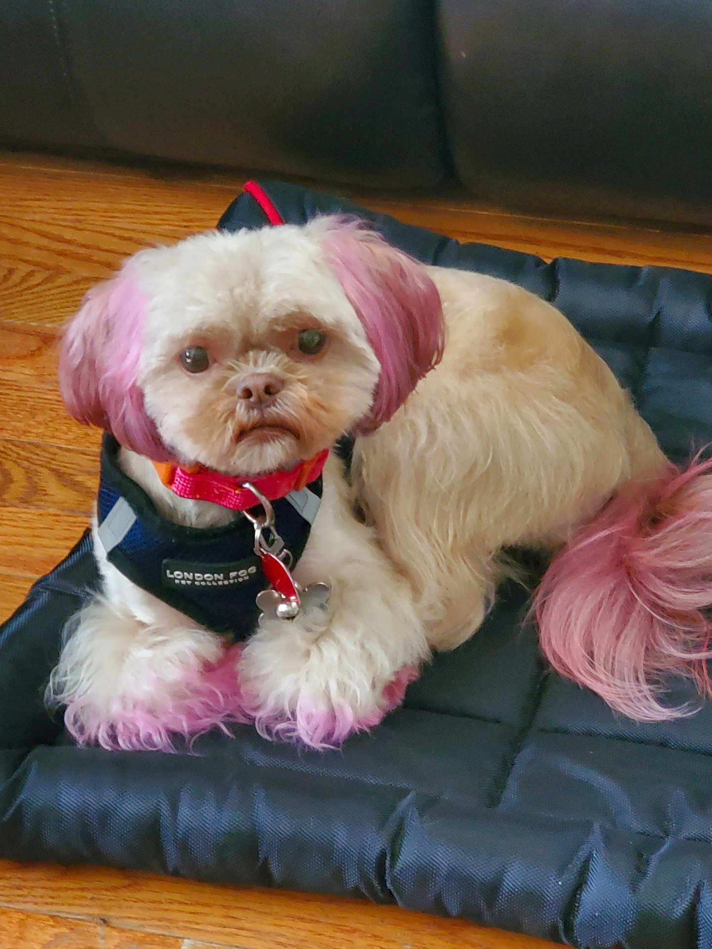 Chai is registered to the contest to win money with this photo: dog, small_dog, pink_ears, pink_paws, pink_tail, harness, collar, bone_tag, black_cushion, wooden_floor, pet, indoor, cute, fur, animal, companion, resting, looking_at_camera, adorable, domestic