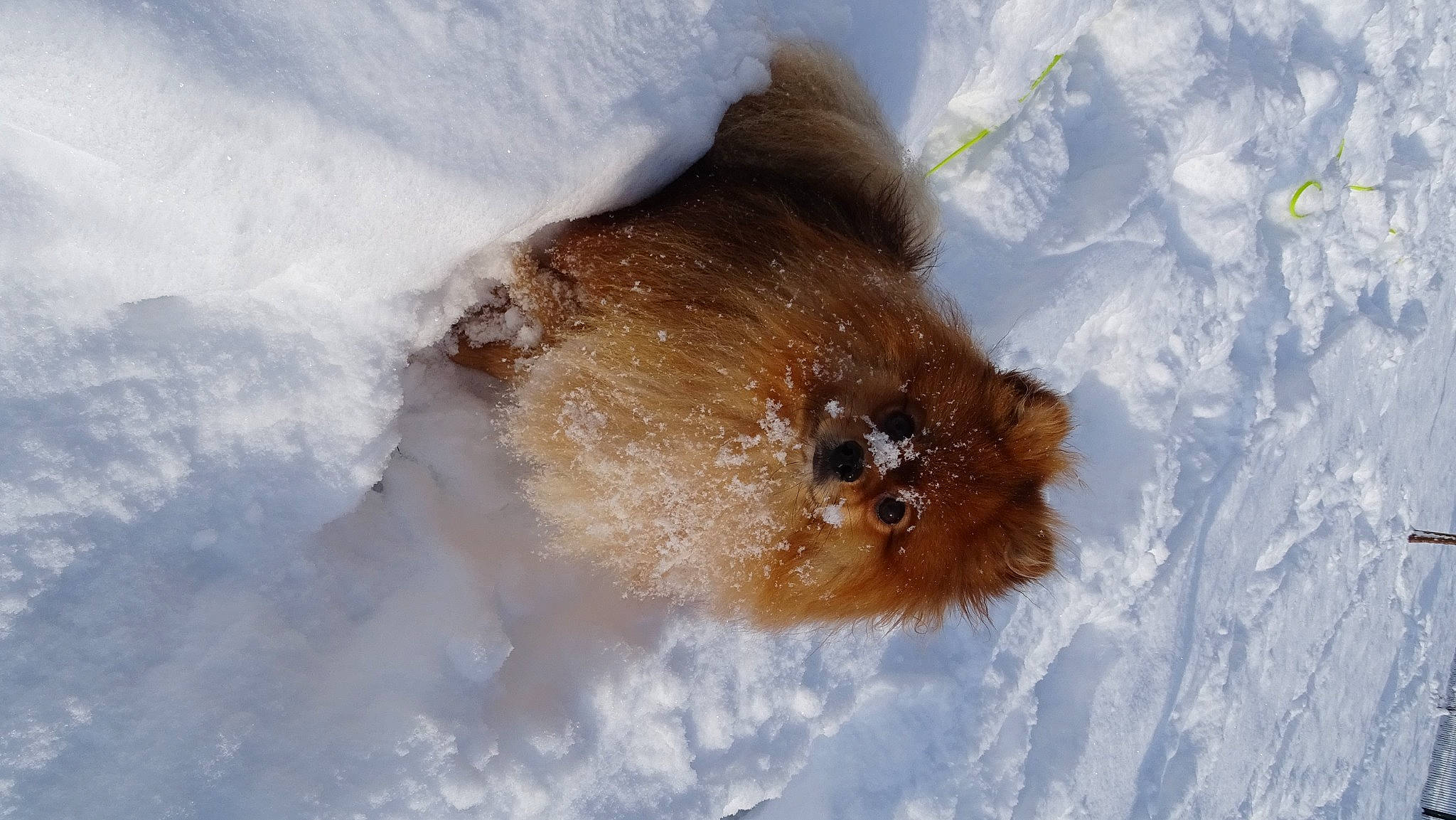 Lucky participe au concours pour gagner de l'argent avec cette photo : canidae, dog_breed, fawn, freezing, fur, snout, snow, sporting_group, wildlife, winter