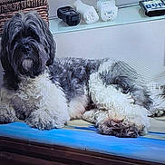 Stashe joined the competition — help win amazing prizes! dog, pet, animal, fluffy, black_and_white, bed, blanket, resting, indoor, cozy, furniture, woven_basket, plug, electrical_outlet, shelf, relaxed, fur, companion, home, cute
