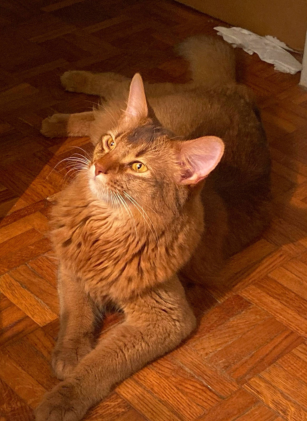 Riwan Des Zamours De Som