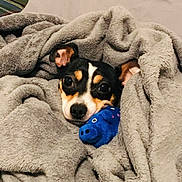 Two E is registered to the contest to win money with this photo: dog, blanket, stuffed_toy, toy, cozy, cute, pet, animal, indoor, snuggled, small_dog, black_and_tan, soft_texture, comfort, wrapped, face, ears, nose, eyes, relaxed