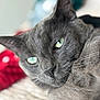 Loki is registered to the contest to win money with this photo: cat, gray_cat, close_up, green_eyes, fur, whiskers, relaxed, pet, animal, mammal, indoor, soft_focus, background_blur, cute, face, portrait, feline, laying_down, domestic_cat, cozy