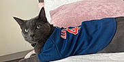 Loki is registered to the contest to win money with this photo: cat, gray_cat, pet, animal, bed, quilt, pillow, blue_jersey, clothing, indoor, feline, resting, green_eyes, looking, cute, cozy, wooden_headboard, home, relaxed, portrait